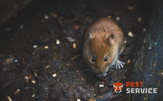 Дератизация в Коврове